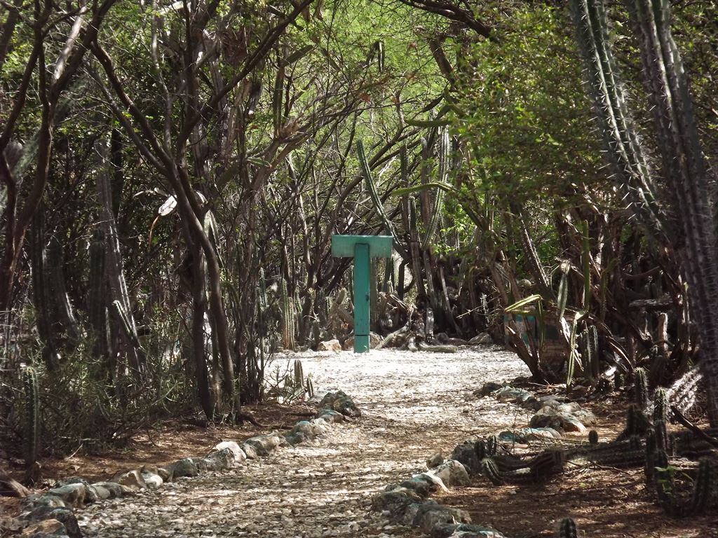 Sentier bordé de pierres peintes en vert menant à la salle de cours à ciel ouvert, au milieu d'un massif de cactées